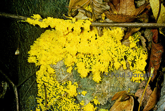 Fuligo septica (fleur de tan, vomi de chien)