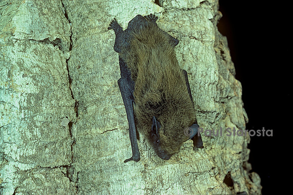 Pipistrellus kuhlii (pipistrelle de Kuhl)