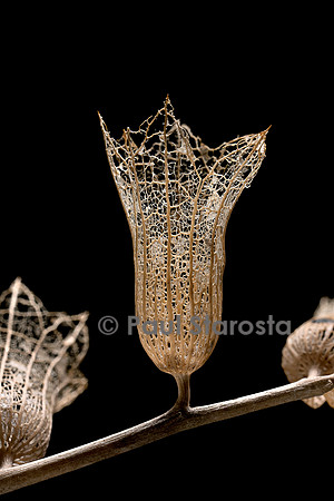 Hyoscyamus albus (jusquiame blanche) - fruit