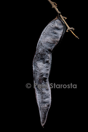 Gleditsia sinensis (févier de Chine) - fruit