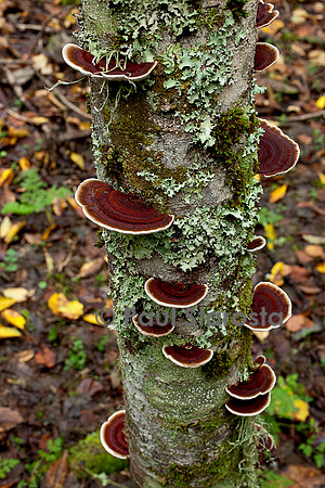 Gloeophyllum sepiarium (lenzite des clôtures)