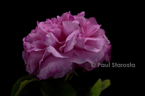 Rosa X damascena ‘Pink Leda’