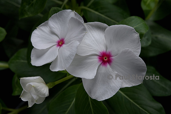 Catharanthus roseus (pervenche de Madagascar)