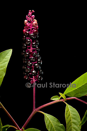 Phytolacca americana (raisin d'Amérique)