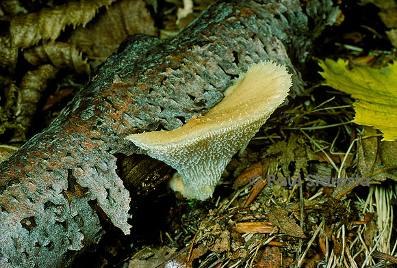 Polyporus tuberaster (polypore moucheté, olypore à sclérote, polypore de Forquignon)