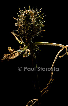 Datura stramonium (stramoine, herbe à taupe) - fruit