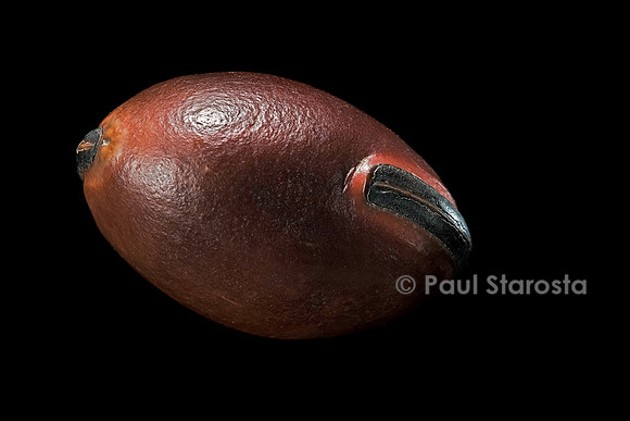 Dioclea reflexa (oeil de boeuf)