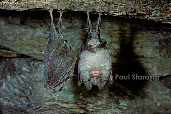 Rhinolophus hipposideros (petit fer à cheval, petit rhinilophe)