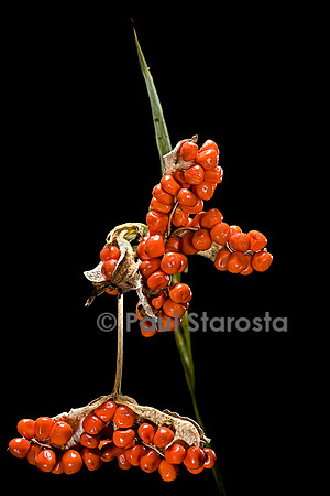 Iris foetidissima (iris gigot, glaïeul puant) - infrutescence