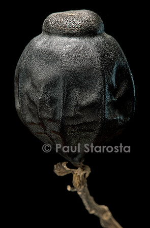 Hernandia nymphaeifolia (mirobolan, arbre lanterne) - fruit