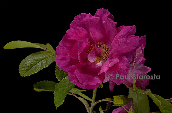 Rosa gallica ‘Officinalis’