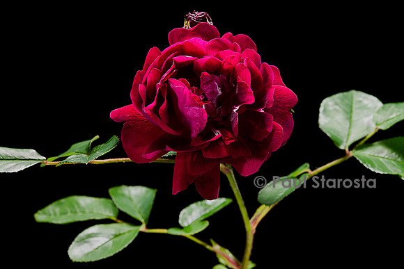 Rosa X centifolia ‘Petite Orléanaise’