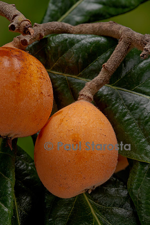 Eriobotrya japonica (Néflier du Japon, bidacier, bidassier) - fruit