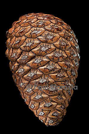 Pinus radiata (pin de Monterey) - fruit