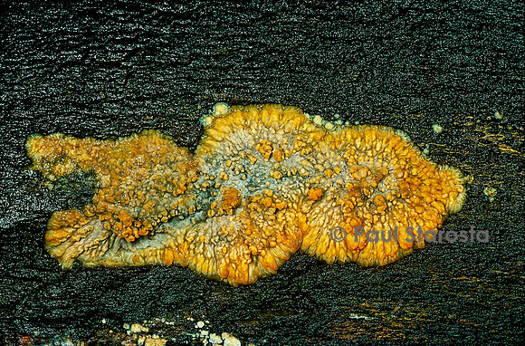 Phlebia radiata (mérule radiée, phlébie rayonnante, phlébie morcelée)
