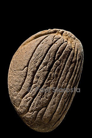 Hodgsonia macrocarpa