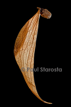 Scaphium macropodum (écrou de malva) - fruit