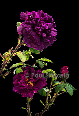 Rosa X centifolia muscosa ‘Nuits de Young’