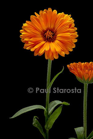 Calendula officinalis (souci, souci officinal, souci des jardins)