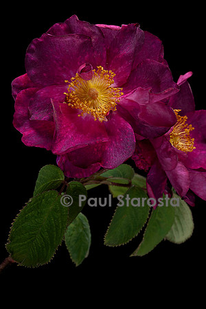 Rosa gallica ‘Alain Blanchard’