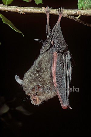 Rhinolophus hipposideros (petit fer à cheval, petit rhinilophe)