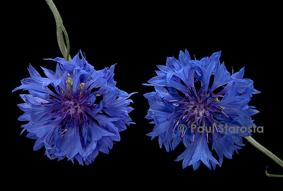 Centaurea cyanus (bleuet)