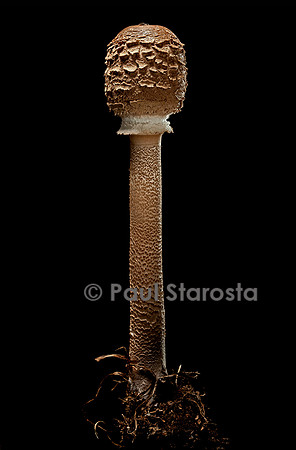 Macrolepiota procera (coulemelle)