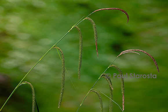 Carex pendula (laîche à épis pendants, laîche pendante, laîche élevée) - fruits