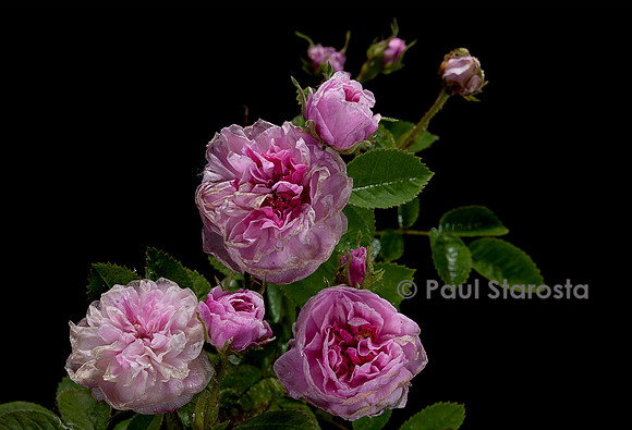Rosa X centifolia ‘Pompon de Bourgogne’