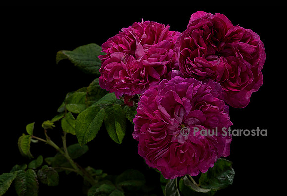 Rosa gallica ‘Assemblage des Beautés’
