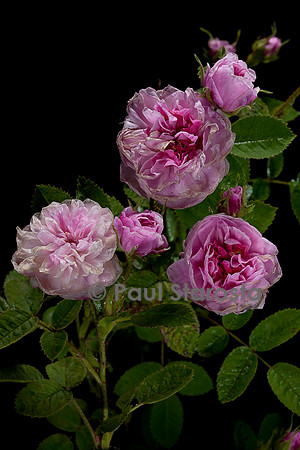 Rosa X centifolia ‘Pompon de Bourgogne’
