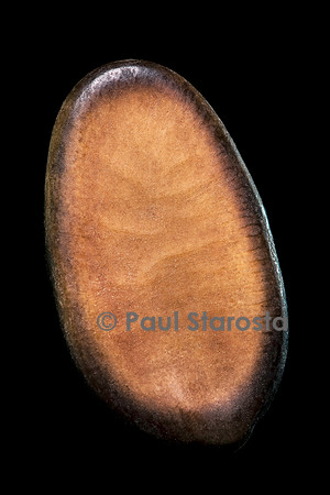 Schizolobium parahyba (arbre fougère)