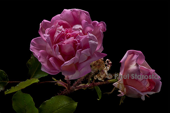 Rosa X centifolia muscosa ‘Robert Léopold’