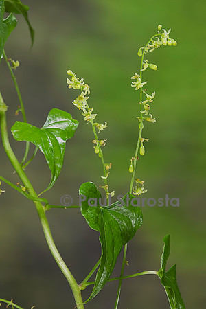 Dioscorea communis (tamier commun, herbe aux femme battues)