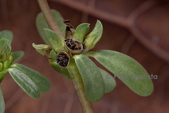 Portulaca oleracea (porcelane,pourpier, pourpier potager, pourpier maraîcher) - fruits