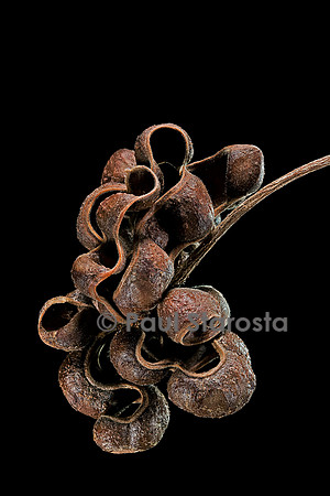 Dichrostachys cinerea (mimosa cloche, acacie cendrée, acacia Saint Domingue) fruit