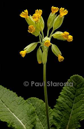 Primula veris (primevère officinale ou coucou)