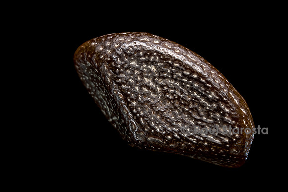 Sterculia oblonga  (eyong)
