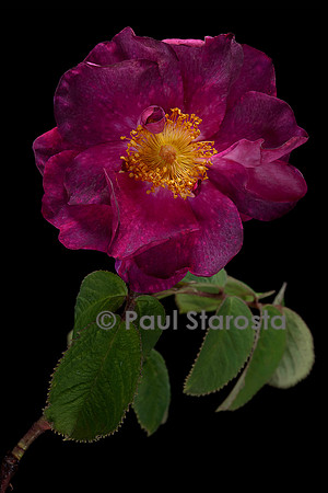 Rosa gallica ‘Alain Blanchard’