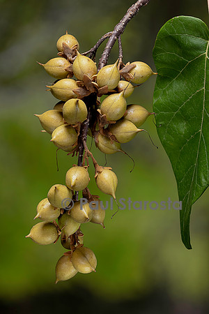 Paulownia tomentosa (paulownia, paulownia impérial) - fruits