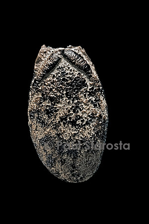 Luffa operculata (éponge végétale)