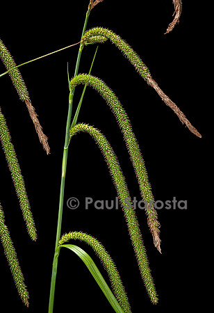 Carex pendula (laîche à épis pendants, laîche pendante, laîche élevée) - fruits