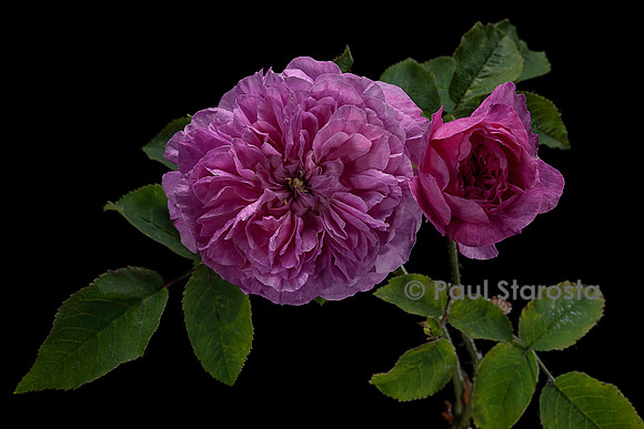 Rosa gallica ‘Juliette’