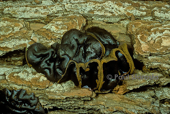 Bulgaria inquinans (bulgarie salissante, bulgarie noire)