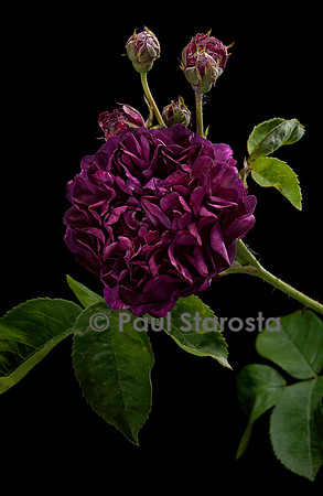 Rosa gallica ‘Ombrée Parfaite’