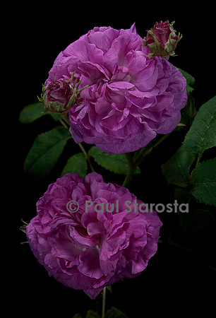 Rosa gallica ‘Duchesse de Buccleugh’