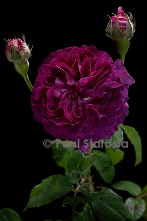Rosa gallica ‘Hippolyte’