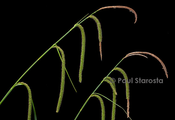 Carex pendula (laîche à épis pendants, laîche pendante, laîche élevée) - fruits