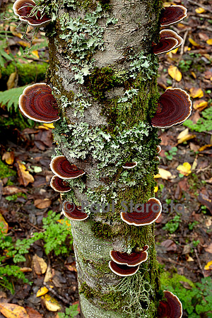 Gloeophyllum sepiarium (lenzite des clôtures)
