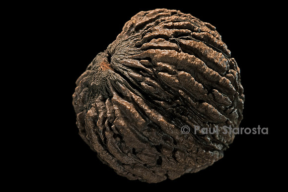 Juglans nigra (noyer noir d’Amérique) - fruit